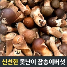 [산지직송] 국산 참송이버섯 솎음용 1kg 2kg 실속형 못난이 국내산참송이버섯 송이버섯 참송이 송이버섯국산 송이 참송이버섯 버섯 참송이버섯선물세트 참송이버섯1kg 자연산송이버섯, 1개, 1kg(못난이)