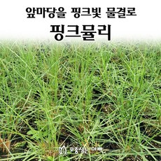 [모종심는아빠] 앞마당을 핑크빛 물결로 가득 핑크뮬리 모종 5치컵 조경용