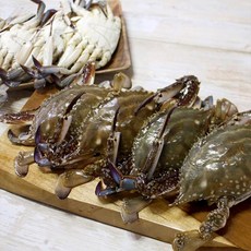 진도꽃게