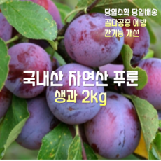 [산지직송] 국내산 자연산 충북 영동 고당도 푸룬 생과 2kg, 1박스, 자연산 영동 푸룬 생과 2kg - 생푸룬