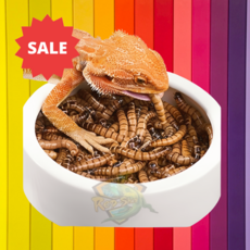 밀웜 3000마리 사마귀 도마뱀 파충류 개구리 먹이 거저리 밀웜 키우기 생밀웜 파는곳, 슈퍼밀웜 중 (3~4cm) 1000마리