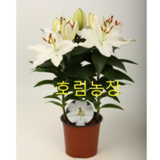 호림농장 백합구근(흰색)써니아즈레스10구