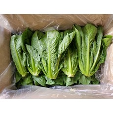 운악의 뜰 포기상추 3종//, 2kg, 1박스, 애벌아삭이포기상추2kg