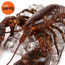 항공직송 살아있는 캐나다 활 랍스터 바닷가재 랍스타, 1개, 1.5kg 내외
