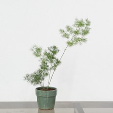 냉동 아스파라거스 1kg, 1개
