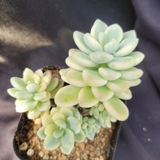 라울금