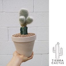 *티에라선인장* 하얀소정 접목 선인장 - 토분 2types, 화이트 마블 토분 (받침 불포함)