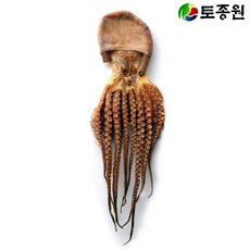 토종원 마른문어 특대형1마리 완도, 토종원 완도 마른문어 특대형1마리, 1개