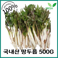 국내산 제철 땅드룹 봄내음 가득 쌉사름한 두릅 봄나물 제철나물 500g 1팩, 1개