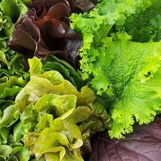 아쿠아포닉스쌈