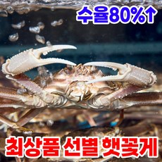 갯벌꽃게