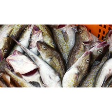 생물대구 신선한 생선, 10개, 6kg