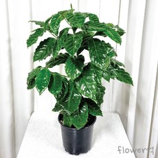 플라워석 커피나무 55cm 공기정화식물 미세먼지제거 인테리어용 포트화분