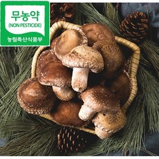 대관령 무농약 송화버섯 송고 고기버섯 1kg, 소품, 1개