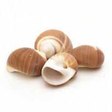 오꿈 오꿈 조개모형 조개껍데기 100g, C01 (타공) 갈색고둥, 1세트