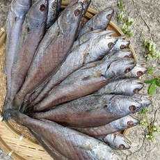 녹동수산 자연산 반건조 반찬용 민어3미(미당25~28cm내외), 1개