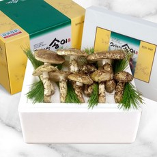자연이 빚은 천년의 향 24년10월수확 양양 송이 버섯, 500g, 자연송이 등외품, 1개