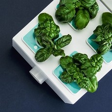 아트박스/플랜티 플랜티스퀘어 바질세트