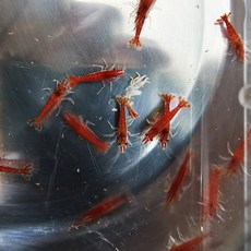 파이어 레드 새우 10+1