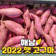 욕지고구마