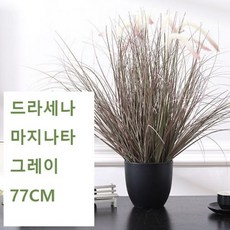 드라세나마지나타