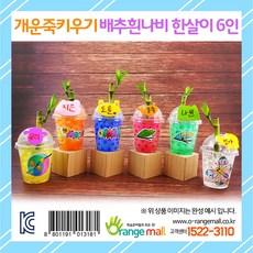 오렌지몰 [오렌지몰]개운죽키우기 배추흰나비한살이(6인용)