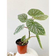 베고니아스노우캡