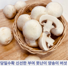 [국내산] 신선한 당일수확 산지직송 부여 못난이 양송이 양송이버섯, 1개, 2kg