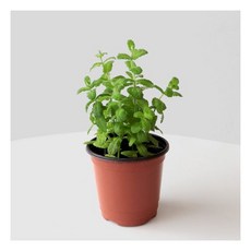 식용애플민트모종