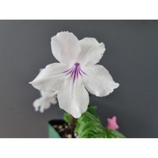 스트렙토카르푸스 TOP01