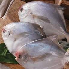 국내산 손질 구이용 병어 병어구이(15마리 1.5kg) 팩당(3마리 300g) X 5팩, 5세트, 300g