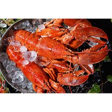 캐나다 자숙 랍스터 5미 총2.1Kg이상(1미 400~500g), 5개
