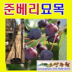 준베리