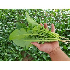 연하고 부드러운 포천 아기열무+얼갈이 2kg.4kg