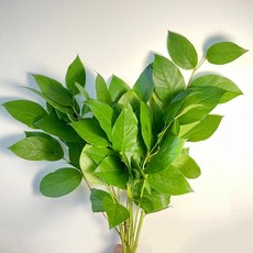 레몬잎 반단 한단