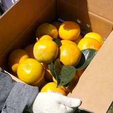 경남 진영 햇 부유 단감, 3kg(소과), 1박스