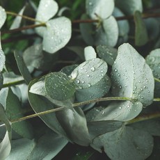 시트로넬라오일100ml