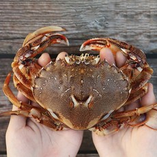 태안 햇 황게 3kg 서해안 냉동 금게 깨다시꽃게, 1박스, 황게 대 3kg (냉동/9미 전후)
