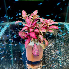 수초몰 핑크스타 (1포트) 초보자수초 자연수초 쉬운수초 초보수초 인기수초 구피 은신처 키우기쉬운수초