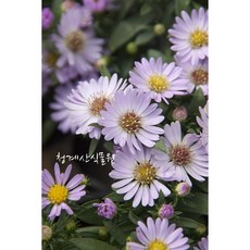 [청계산식물원] 꽃대 왕관쑥부쟁이 / 사진촬영 2023년 10월 8일, 1개