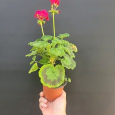 제라늄