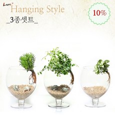 로즈마리수경재배