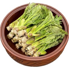 지리산 제철 참두릅, 1박스, 1KG