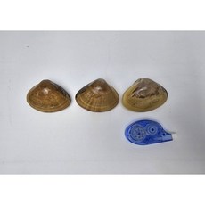 명품 명주 조개, 1세트, 1kg
