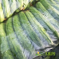 [프레시팜] 과채류 국산 비포 오이 피클용 오이 소박이용 50개 1포장