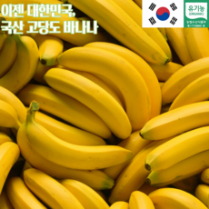 국산 바나나 1.5kg 선물용 국내산 그린 유기농 시세 요리 우유 제철 과일 잼 청 산청, 국내산 바나나2.5kg