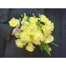 버터플라이 라넌큘러스 아리아드네 꽃 생화 꽃다발 배송 도매꽃 절화 주문 생화농장직송