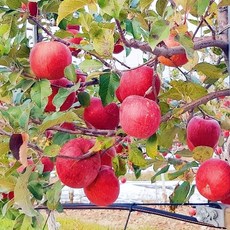 [산지직송] 마루사과 문경사과 상주사과 감홍사과 고당도사과 사과축제 감홍사과