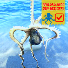 [산소포장서비스] 생존율최고치 산낙지 초싱싱 낙지, 1마리, 1개