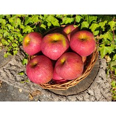 문경 특산물 현대농원 감홍 사과 5kg 10kg 선물용 가정용, 중(15-17과), 감홍(예약구매 10월초 순차배송)